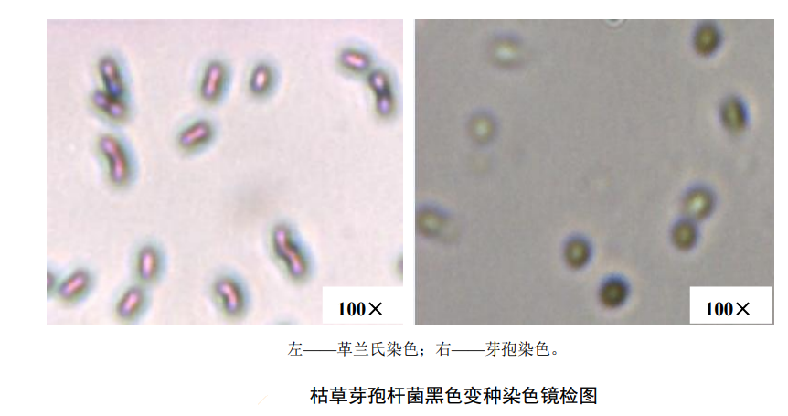 检测水中灭菌生物指示物（枯草芽孢杆菌黑色变种）的具体方法